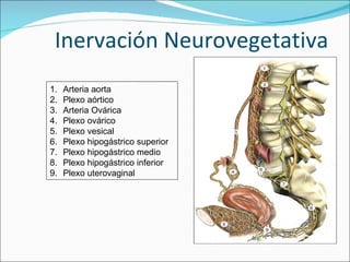 Inervación Neurovegetativa Arteria aorta Plexo aórtico Arteria Ovárica Plexo ovárico Plexo vesical Plexo hipogástrico superior Plexo hipogástrico medio Plexo hipogástrico inferior Plexo uterovaginal 