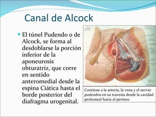 Canal de Alcock El túnel Pudendo o de Alcock, se forma al desdoblarse la porción inferior de la aponeurosis obturatriz, que corre en sentido anteromedial desde la espina Ciática hasta el borde posterior del diafragma urogenital.  Contiene a la arteria, la vena y el nervio pudendos en su travesía desde la cavidad peritoneal hacia el perineo 