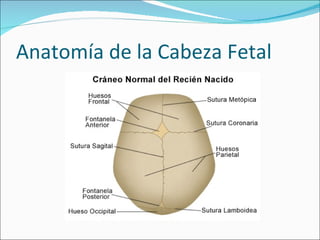 Anatomía de la Cabeza Fetal 