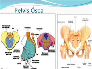 Pelvis Ósea 