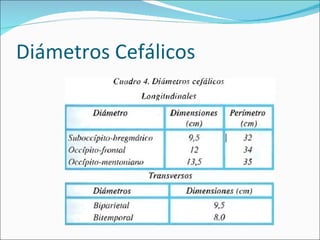 Diámetros Cefálicos 