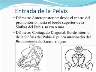 Entrada de la Pelvis Diámetro Anteroposterior: desde el centro del promontorio, hasta el borde superior de la Sínfisis del Pubis. 10 cm o más. Diámetro Conjugado Diagonal: Borde interno de la Sínfisis del Pubis al punto intermedio del Promontorio del Sacro. <11,5cm. 