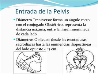 Entrada de la Pelvis Diámetro Transverso: forma un ángulo recto con el conjugado Obstétrico, representa la distancia máxima, entre la línea innominada de cada lado. Diámetros Oblicuos: desde las escotaduras sacroilíacas hasta las eminencias iliopectíneas del lado opuesto < 13 cm. 