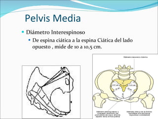 Pelvis Media Diámetro Interespinoso De espina ciática a la espina Ciática del lado opuesto , mide de 10 a 10,5 cm. 