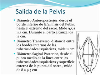 Salida de la Pelvis Diámetro Anteroposterior: desde el borde inferior de la Sínfisis del Pubis, hasta el extremo del sacro. Mide 9,5 a 11,5 cm. Durante el parto alcanza los 12 cm. Diámetro Transverso:  distancia entre los bordes internos de las tuberosidades isquiáticas, mide 11 cm. Diámetro Sagital Posterior, desde el punto medio de la línea entre las tuberosidades isquiáticas y superficie externa de la punta del sacro , mide de 8 a 9,5 cm 