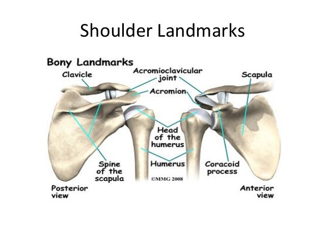 Pelvis shoulder anatomy