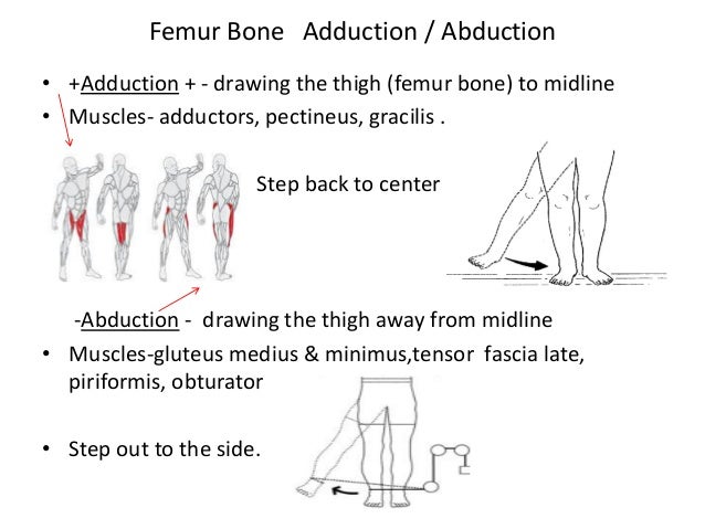 Pelvis shoulder anatomy