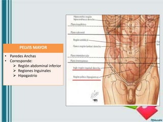 PELVIS MAYOR
• Paredes Anchas
• Corresponde:
 Región abdominal inferior
 Regiones Inguinales
 Hipogastrio
 