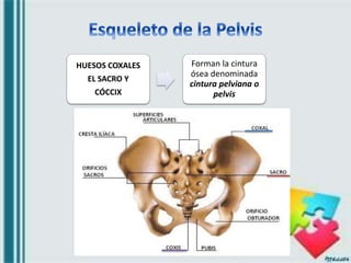 HUESOS COXALES
EL SACRO Y
CÓCCIX
Forman la cintura
ósea denominada
cintura pelviana o
pelvis
 