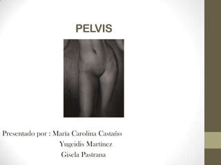 PELVIS
Presentado por : María Carolina Castaño
Yugeidis Martínez
Gisela Pastrana
 