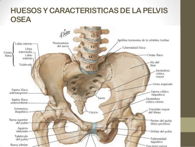 Pelvis y perine