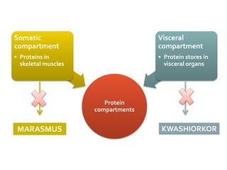 Protein
compartments
Somatic
compartment
• Proteins in
skeletal muscles
Visceral
compartment
• Protein stores in
visceral organs
MARASMUS KWASHIORKOR
 