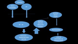 TNF &
CYTOKINES
PIF
TUMOUR
NF - ҡB
NUCLEUS –
TRANSCRPITION
FACTOR
MUSCLE
SPECIFIC
UBIQUITIN
LIGASES
MYOSIN
HEAVY
CHAIN
PROTEASOME
LOSS OF
MYOFIBRILS &
MUSCLE MASS
 