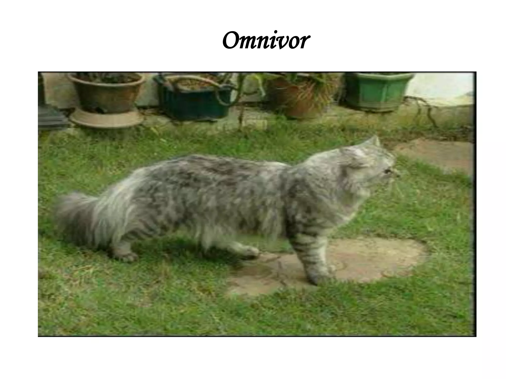 Omnivor

 