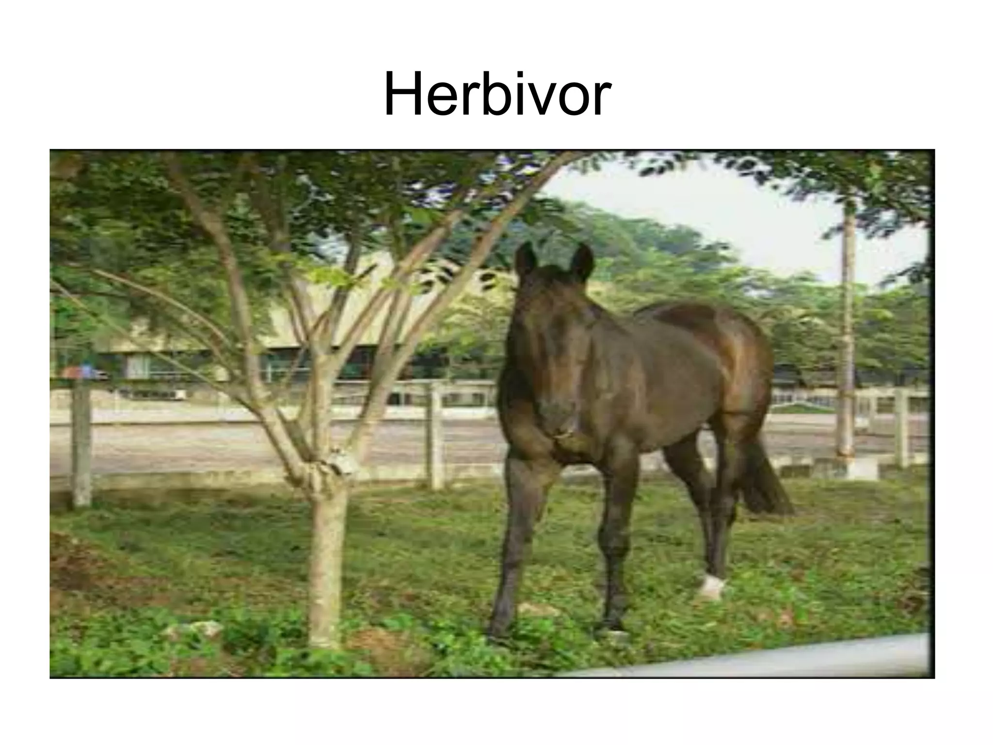Herbivor

 