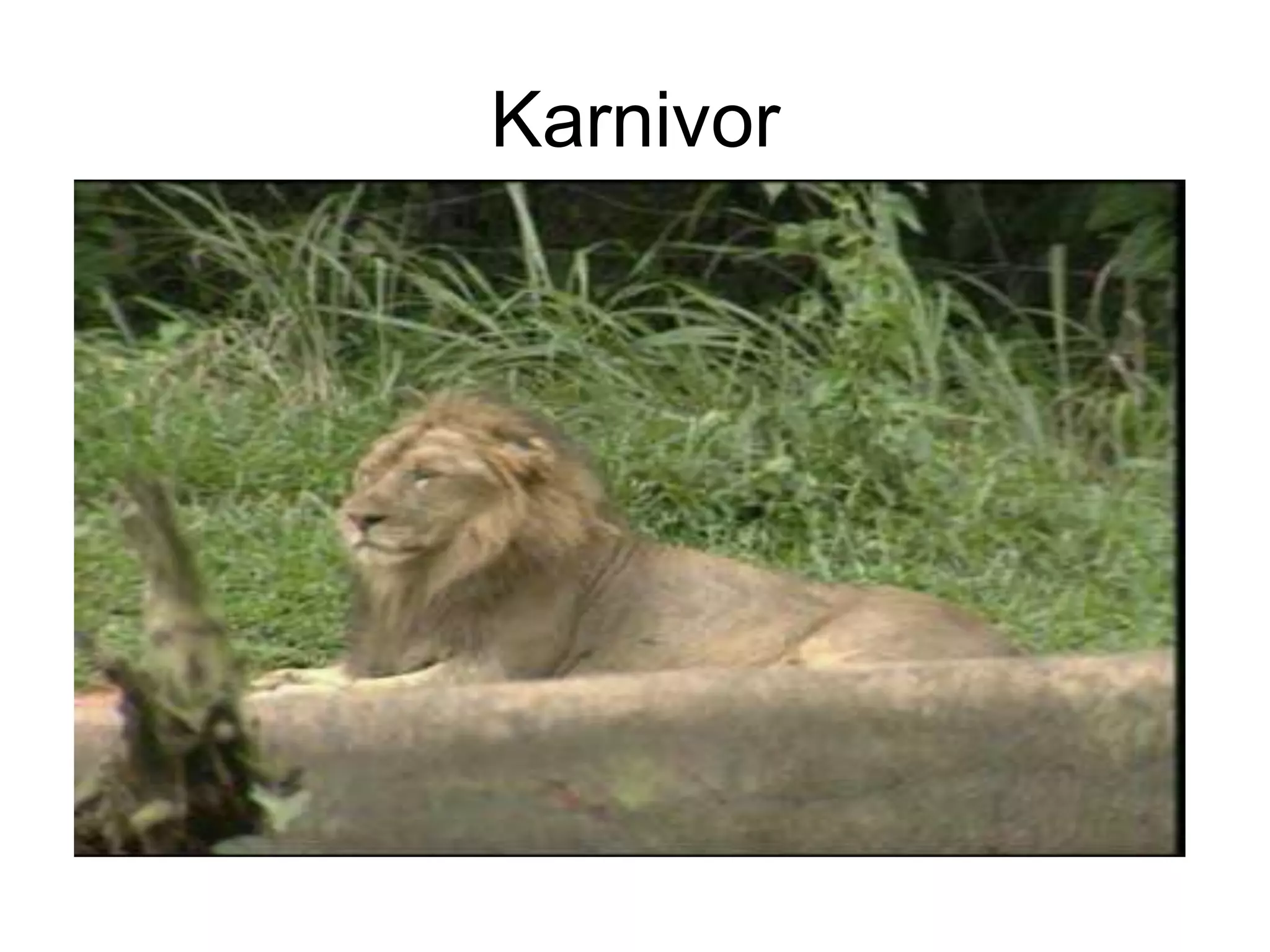 Karnivor

 