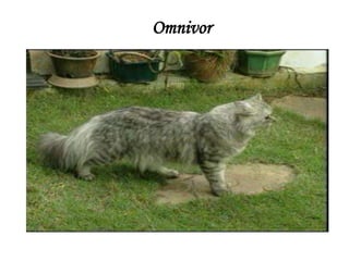 Omnivor

 