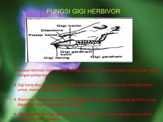 FUNGSI GIGI HERBIVOR #  Haiwan Karnivor tidak mempunyai gigi kacip dan gigi taring pada rahang tetapi diganti  dengan pedap keras. #  Gigi kacip dan gigi taring pada rahang bawahnya yang tumpul dan rata digunakan  untuk  memotong rumput. #  Diastema merupakan ruang tidak bergigi di antara gigi kacip dan gigi geraham yang  digunakan untuk menyimpan makanan. #  Gigi geraham kecil dan geraham permukaan lebar dan bergerigi digunakan untuk  menghancurkan makanan. 
