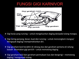 FUNGSI GIGI KARNIVOR #  Gigi kacip yang runcing – untuk mengeluarkan daging daripada tulang mangsa. #  Gigi taring panjang, besar, kuat dan runcing – untuk mencengkam mangsa/ Mengoyak daging/ mempertahankan diri. #  Gigi geraham kecil terakhir di rahang atas dan geraham pertama di rahang  bawah  dinamakan gigi pericih – untuk memotong daging #  Gigi geraham kecil dan geraham permukaan luas dan bergerigi – memotong daging / mengunyah tulang 
