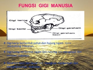 FUNGSI  GIGI  MANUSIA #  Gigi kacip berbentuk pahat dan hujung tajam  >>>>  memotong makanan. #  Gigi taring berbentuk tajam dan runcing >>> mengoyak dan  menyiat makanan. #  Geraham kecil dan besar >>>  mengisar, mengunyah dan  Menghancurkan  makanan 