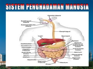 Nas Dari Al-Quran/Hadis   SISTEM PENGHADAMAN MANUSIA 