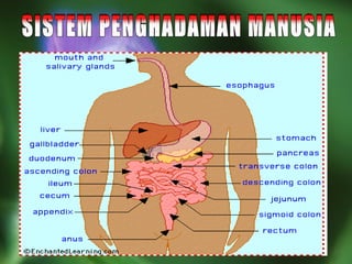   SISTEM PENGHADAMAN MANUSIA 