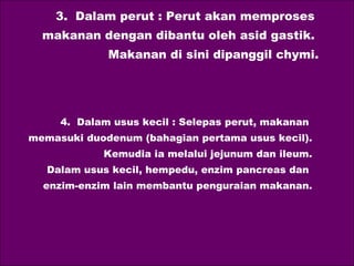 3.  Dalam perut : Perut akan memproses  makanan dengan dibantu oleh asid gastik.  Makanan di sini dipanggil chymi. 4.  Dalam usus kecil : Selepas perut, makanan  memasuki duodenum (bahagian pertama usus kecil). Kemudia ia melalui jejunum dan ileum. Dalam usus kecil, hempedu, enzim pancreas dan  enzim-enzim lain membantu penguraian makanan. 