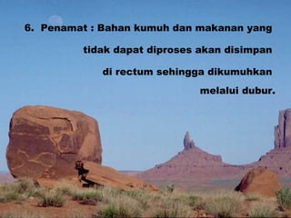 Beristinjak 6.  Penamat : Bahan kumuh dan makanan yang  tidak dapat diproses akan disimpan  di rectum sehingga dikumuhkan  melalui dubur. 