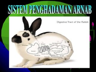   SISTEM PENGHADAMAN ARNAB 