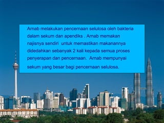 Suci dari hadas kecil   Beristinjak berwuduk/tayammum Cara-cara istinjak Cara-cara wuduk/tayammum Arnab melakukan pencernaan selulosa oleh bakteria  dalam sekum dan apendiks . Arnab memakan  najisnya sendiri  untuk memastikan makanannya didedahkan sebanyak 2 kali kepada semua proses penyerapan dan pencernaan.  Arnab mempunyai sekum yang besar bagi pencernaan selulosa. 