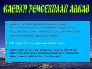KAEDAH PENCERNAAN ARNAB #  Makanan dari ileum dilencongkan masuk ke dalam  Sekum dan terus berada  di situ seketika supaya selulase Yang  dirembeskan oleh bakteria dan protozoa simbiosis boleh  Menukarkan selulosa kepada gula ringkas. #  Gula ringkas akan diserap melalui dinding sekum. #  Dalam kolon, air dan hasil pencernaan selulosa diserap dan  bahan yang agak kering kemudiannya memasuki rektum dan  akhirnya keluar melalui dubur ( ketulan najis ) 