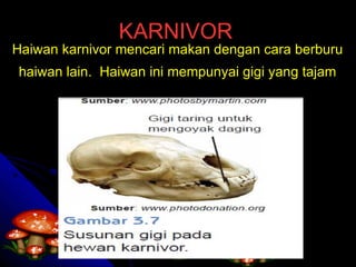 Haiwan karnivor mencari makan dengan cara berburu  haiwan lain.  Haiwan ini mempunyai gigi yang tajam KARNIVOR 