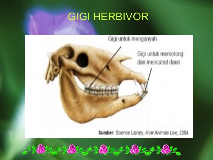 Pemakanan Haiwan 11744035