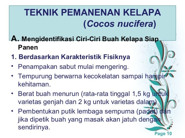 Pemanenan Kelapa Dan Singkong
