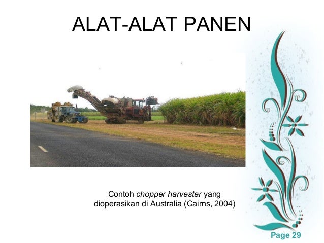 Pemanenan kelapa dan singkong Pemanenan kelapa dan singkong