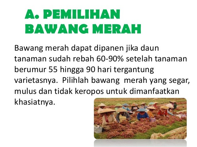 Pemanfaatan 5 tanaman obat keluarga toga 