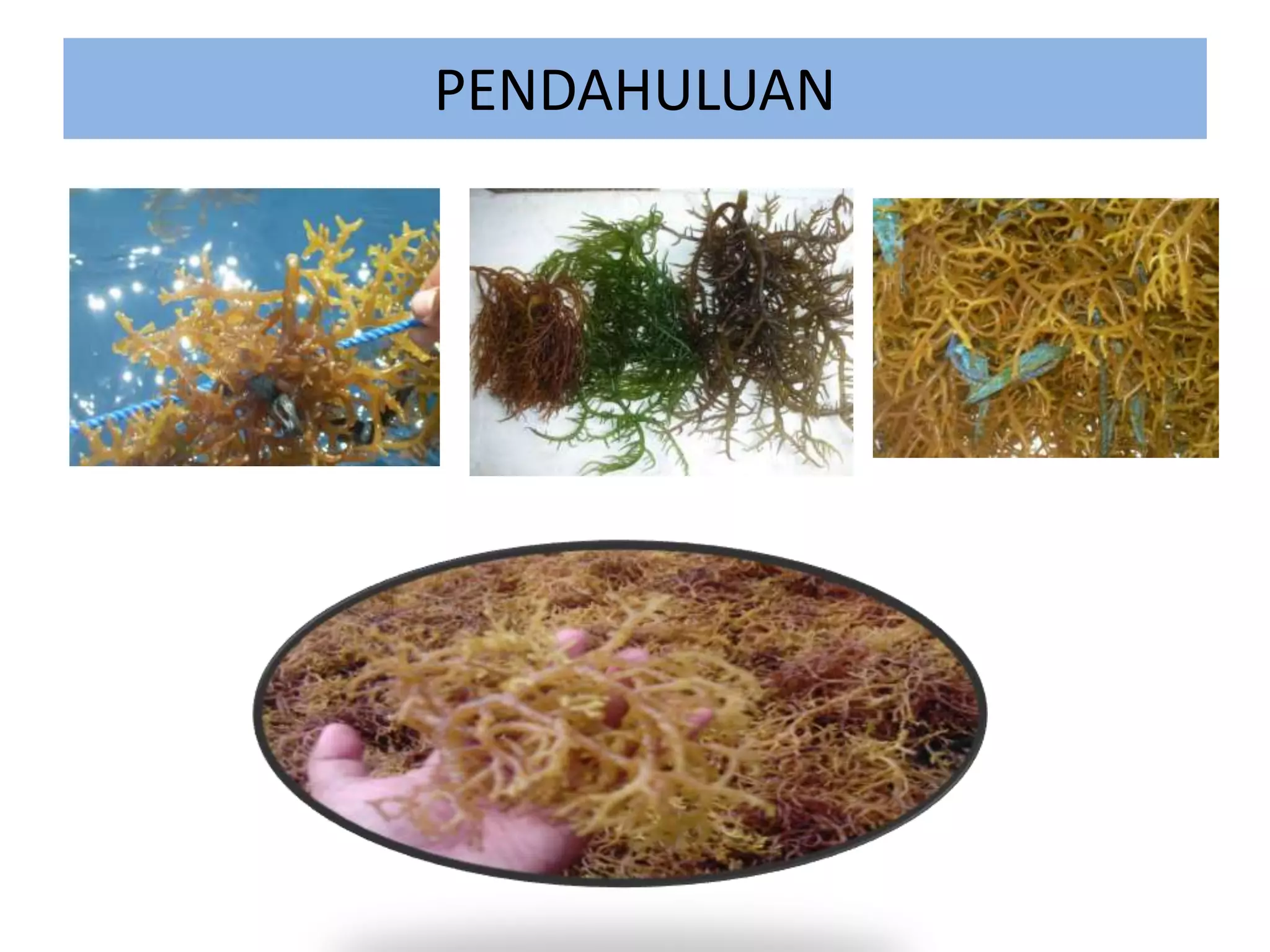 Pemanfaatan dan pengolahan rumput laut | PPTX