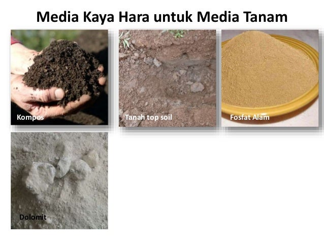 Pemanfaatan limbah coco peat untuk media tanam Pemanfaatan limbah coco peat untuk media tanam