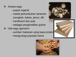 Ampas sagu
- pupuk organik
- media pertumbuhan tanaman
(cengkeh, kakao, jamur, dll)
- hardboard dan pulp
- sebagai pengendalian gulma
Ulat sagu (gendon)
- sumber makanan yang kaya protein
- mengurangi populasi hama

 