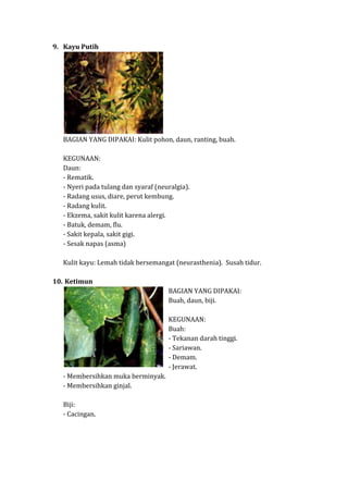 9. Kayu Putih

BAGIAN YANG DIPAKAI: Kulit pohon, daun, ranting, buah.
KEGUNAAN:
Daun:
- Rematik.
- Nyeri pada tulang dan syaraf (neuralgia).
- Radang usus, diare, perut kembung.
- Radang kulit.
- Ekzema, sakit kulit karena alergi.
- Batuk, demam, flu.
- Sakit kepala, sakit gigi.
- Sesak napas (asma)
Kulit kayu: Lemah tidak bersemangat (neurasthenia). Susah tidur.
10. Ketimun
BAGIAN YANG DIPAKAI:
Buah, daun, biji.
KEGUNAAN:
Buah:
- Tekanan darah tinggi.
- Sariawan.
- Demam.
- Jerawat.
- Membersihkan muka berminyak.
- Membersihkan ginjal.
Biji:
- Cacingan.

 