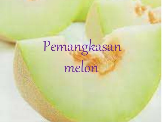 Pemangkasan pada melon Pemangkasan pada melon
