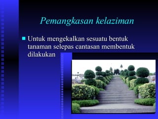 Pemangkasan kelaziman Untuk mengekalkan sesuatu bentuk tanaman selepas cantasan membentuk dilakukan 