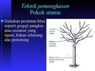 Teknik pemangkasan Pokok utama Gunakan peralatan khas seperti gergaji pangkas atau secateur yang tajam, bukan sebarang alat pemotong 