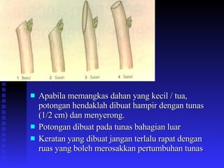 Apabila memangkas dahan yang kecil / tua, potongan hendaklah dibuat hampir dengan tunas (1/2 cm) dan menyerong. Potongan dibuat pada tunas bahagian luar Keratan yang dibuat jangan terlalu rapat dengan ruas yang boleh merosakkan pertumbuhan tunas  