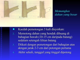 Memangkas dahan yang besar Kaedah pemotongan 3 kali disyorkan: Memotong dahan yang hendak dibuang di bahagian bawah (10-15 cm daripada batang) sedalam setengah lilitan batang Diikuti dengan pemotongan dari bahagian atas dengan jarak 2-3 cm dari potongan pertama Akhir sekali, tunggul yang tinggal dipotong  