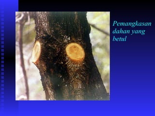 Pemangkasan dahan yang betul 