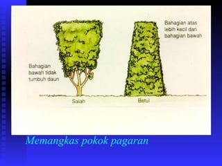 Memangkas pokok pagaran 