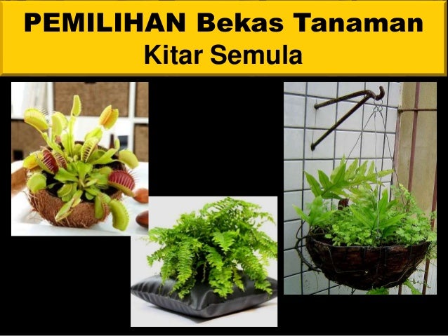 Tanaman Hiasan : Pemasuan semula