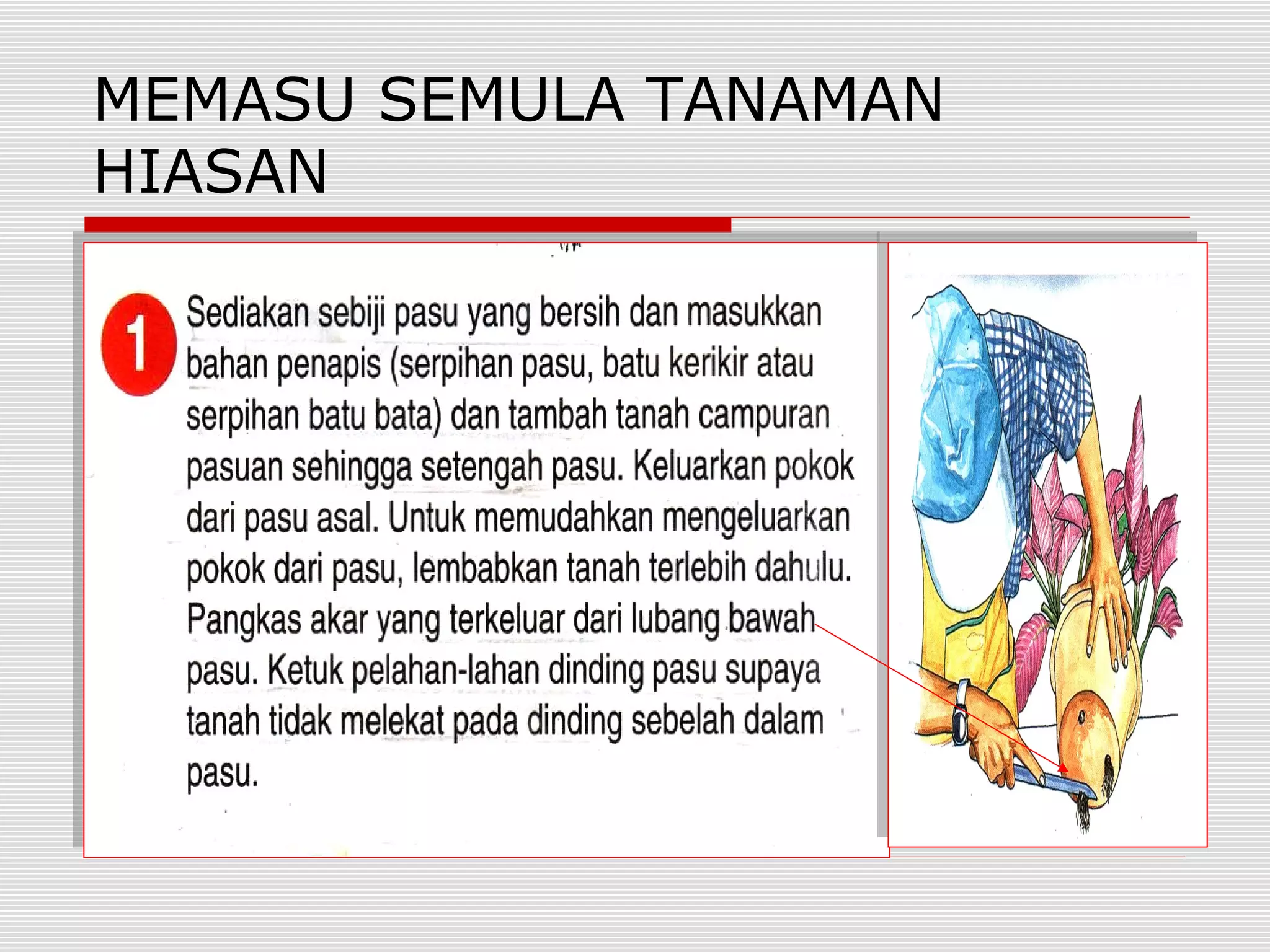 MEMASU SEMULA TANAMAN
HIASAN
 