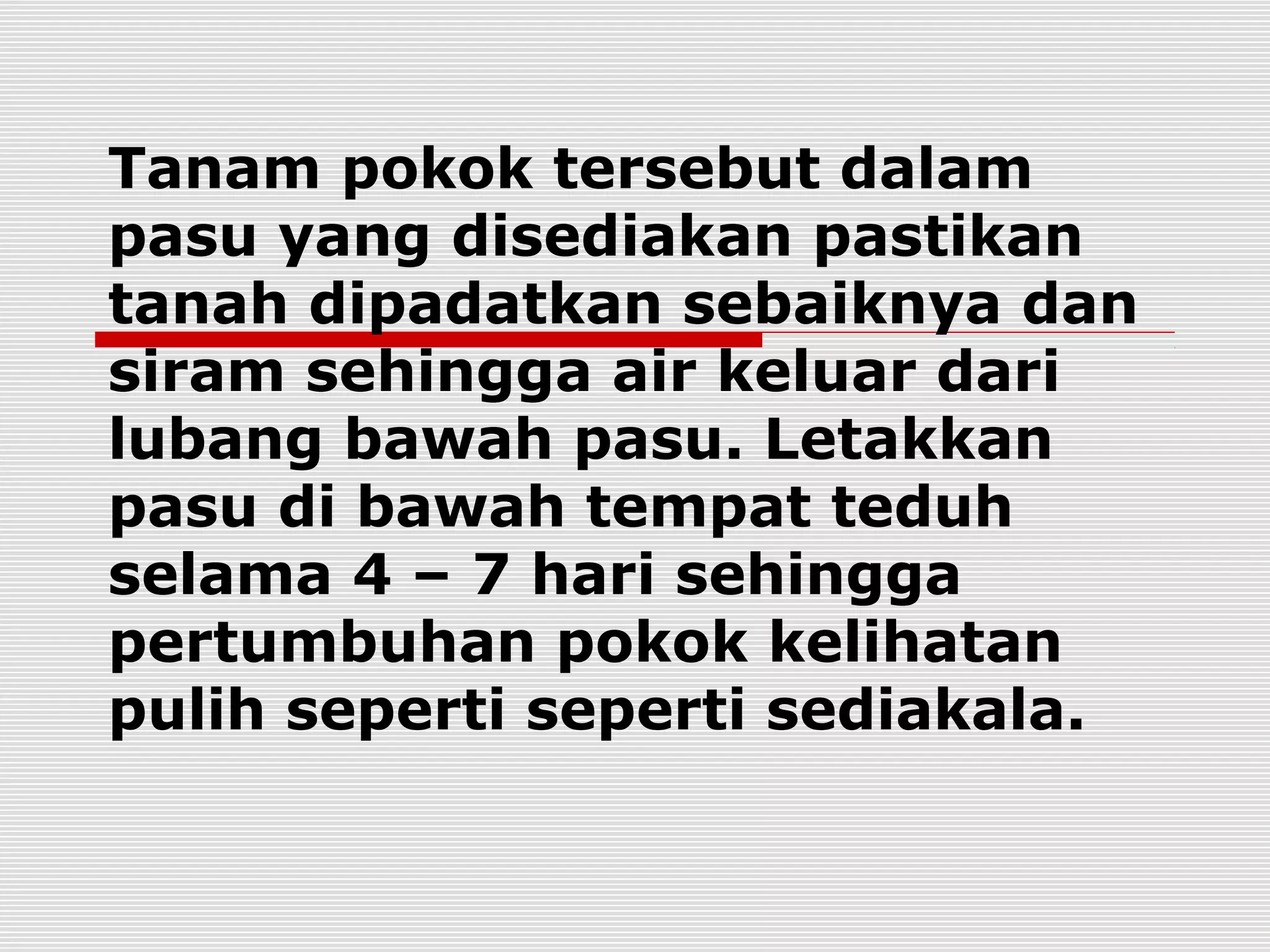 Tanam pokok tersebut dalam
pasu yang disediakan pastikan
tanah dipadatkan sebaiknya dan
siram sehingga air keluar dari
lubang bawah pasu. Letakkan
pasu di bawah tempat teduh
selama 4 – 7 hari sehingga
pertumbuhan pokok kelihatan
pulih seperti seperti sediakala.
 